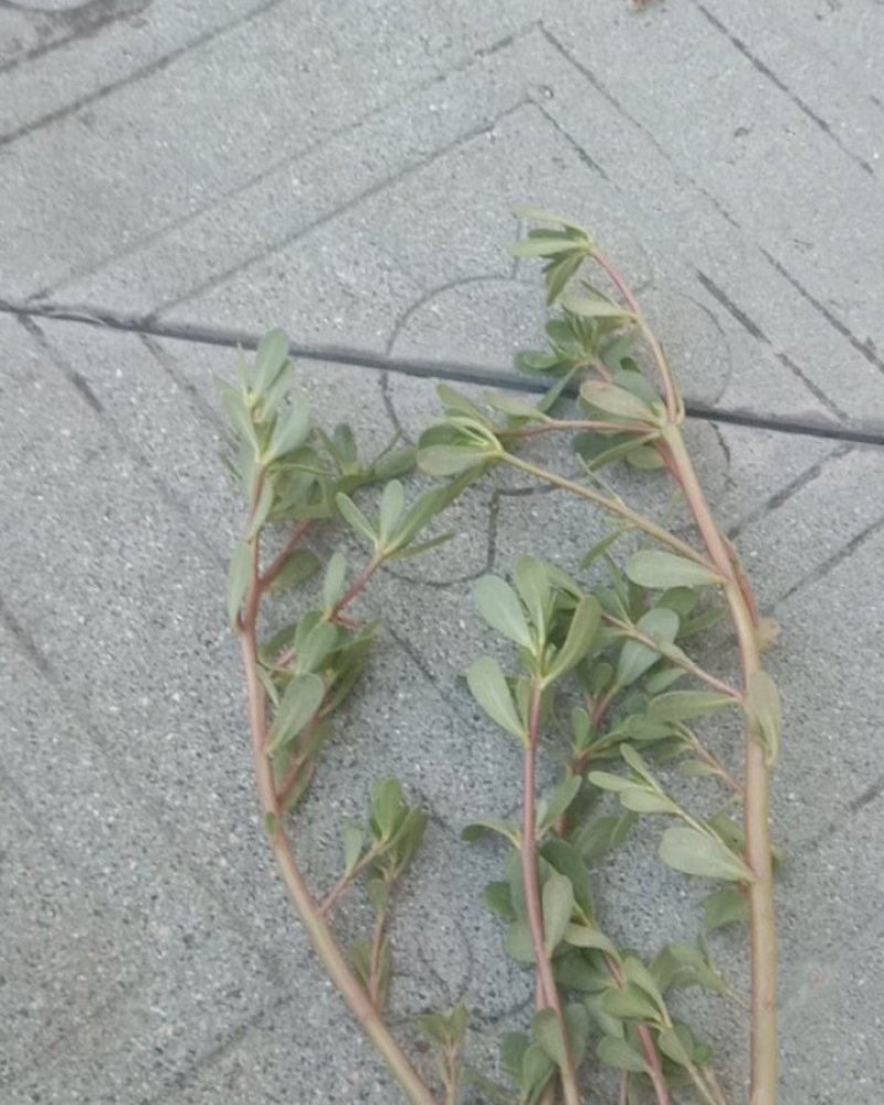 马齿菜