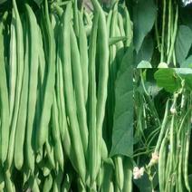 白花四季豆产地大量供应支持视频看货发货，保质保量欢迎订