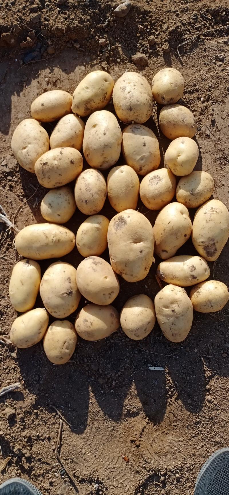 黄心土豆（希森6号v7沃土5号实验1号ev雪川红）