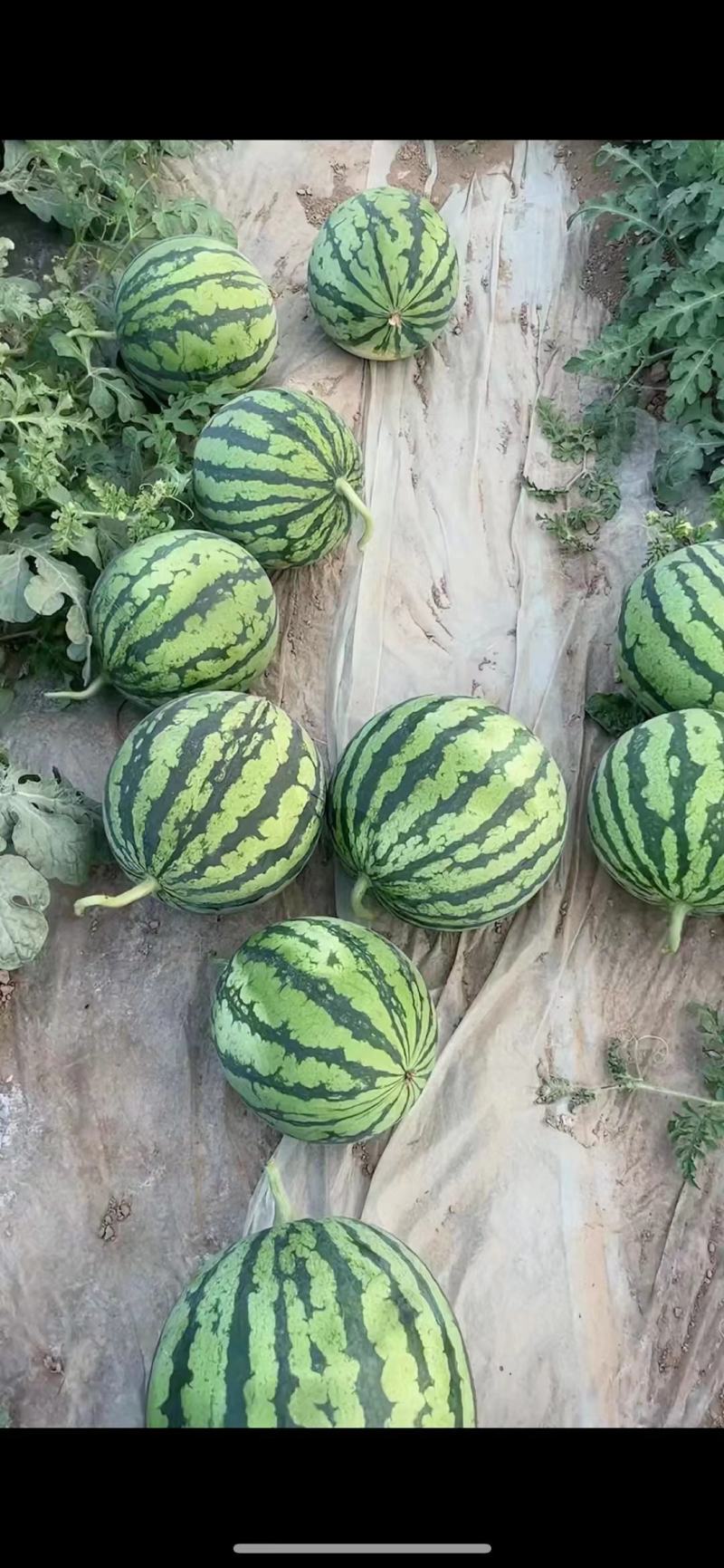 无籽西瓜平凉西瓜麒麟美都一手货源量大优惠欢迎咨