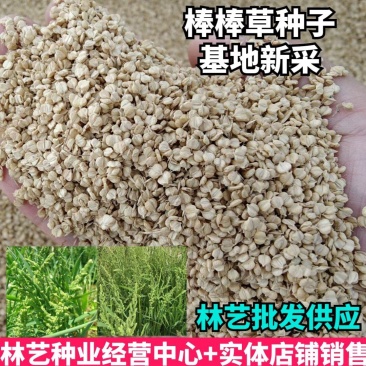 棒棒草种子耐寒水草冬季水稗草菵米优良饲料食用养鱼养虾棒草