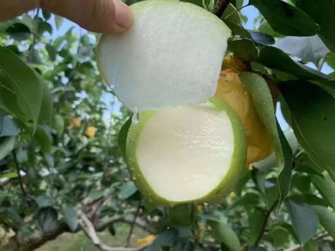 绿宝石梨特写