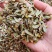 .铁皮石斛片干货500克铁皮石斛片泡茶煮汤干片批发