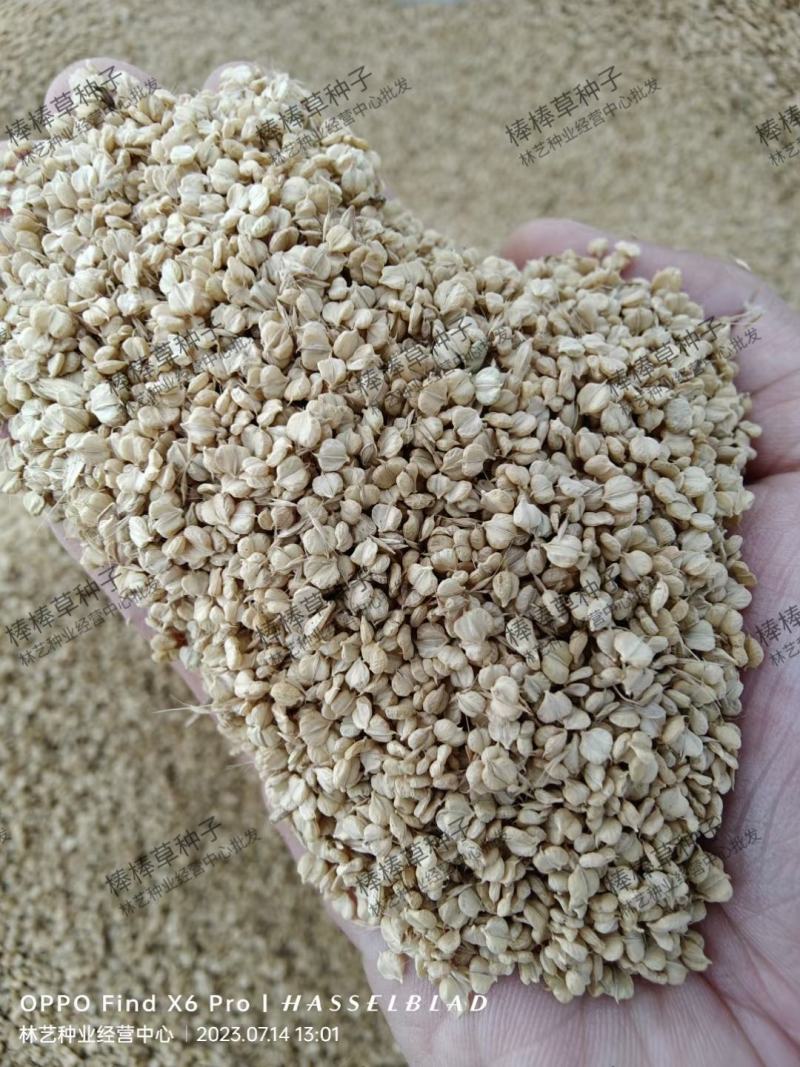 棒棒草种子耐寒水草冬季水稗草菵米优良饲料食用养鱼养虾棒草