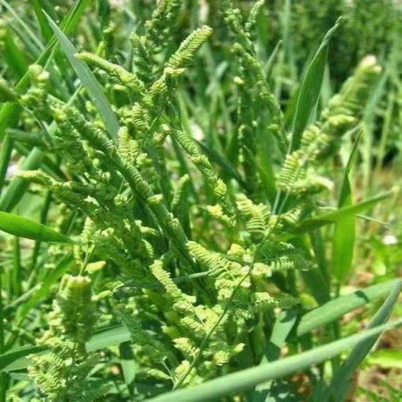 棒棒草种子耐寒水草冬季水稗草菵米优良饲料食用养鱼养虾棒草