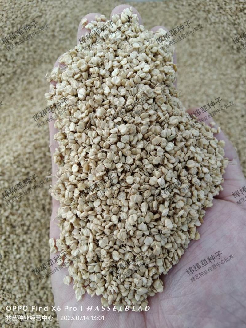 棒棒草种子耐寒水草冬季水稗草菵米优良饲料食用养鱼养虾棒草