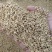 棒棒草种子耐寒水草冬季水稗草菵米优良饲料食用养鱼养虾棒草