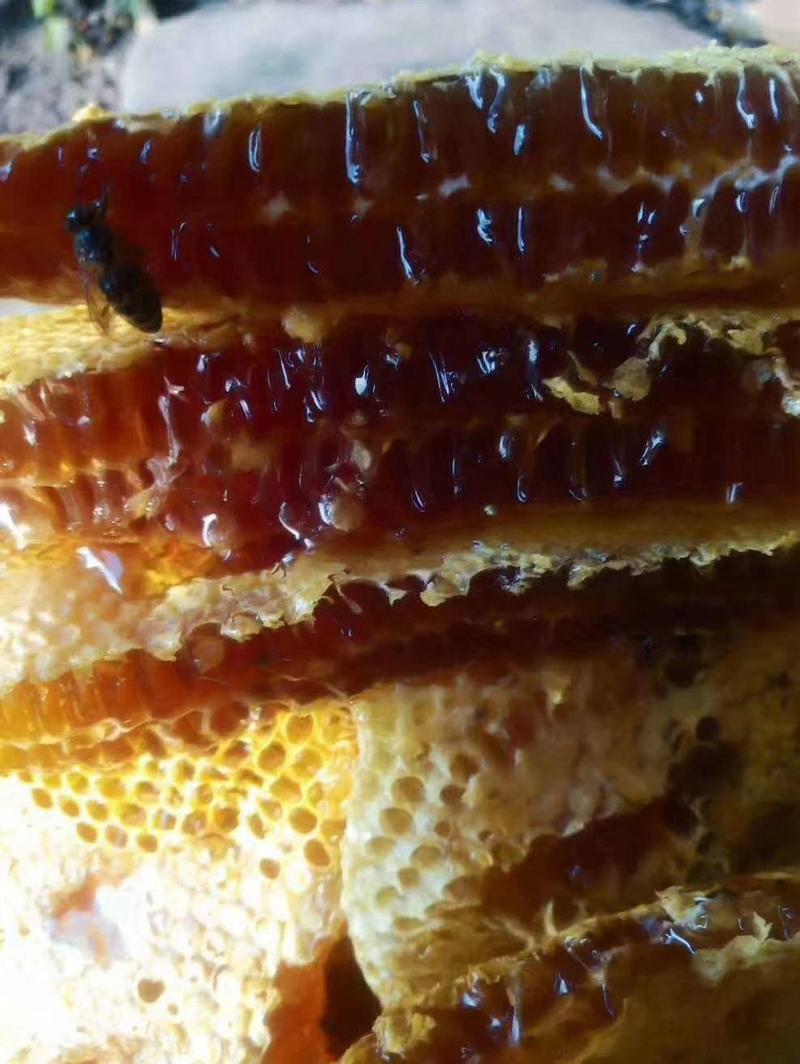 【精品推荐】野生土蜂蜜，量大从优，只做精品货，欢迎联系！
