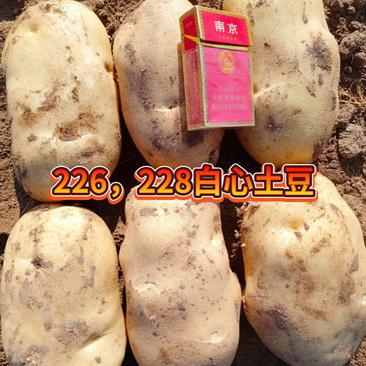 白心土豆（226丽薯6号228布尔班克V8沃土5号）