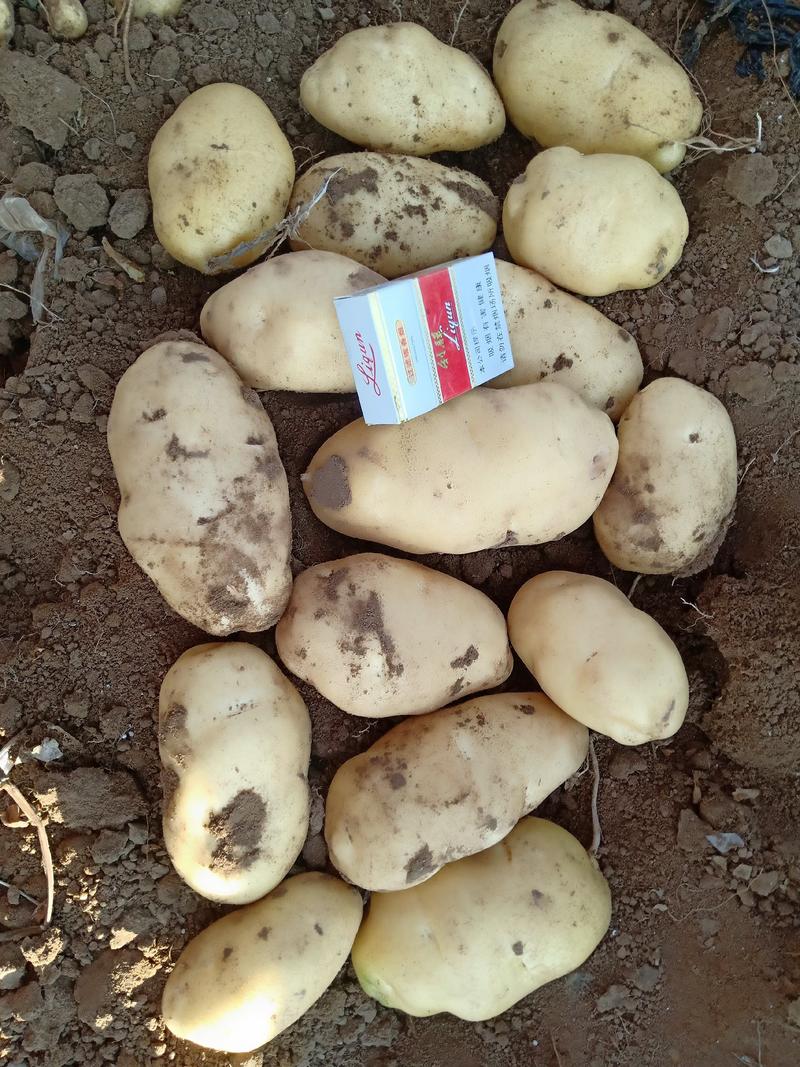 白心土豆（226丽薯6号228布尔班克V8沃土5号）