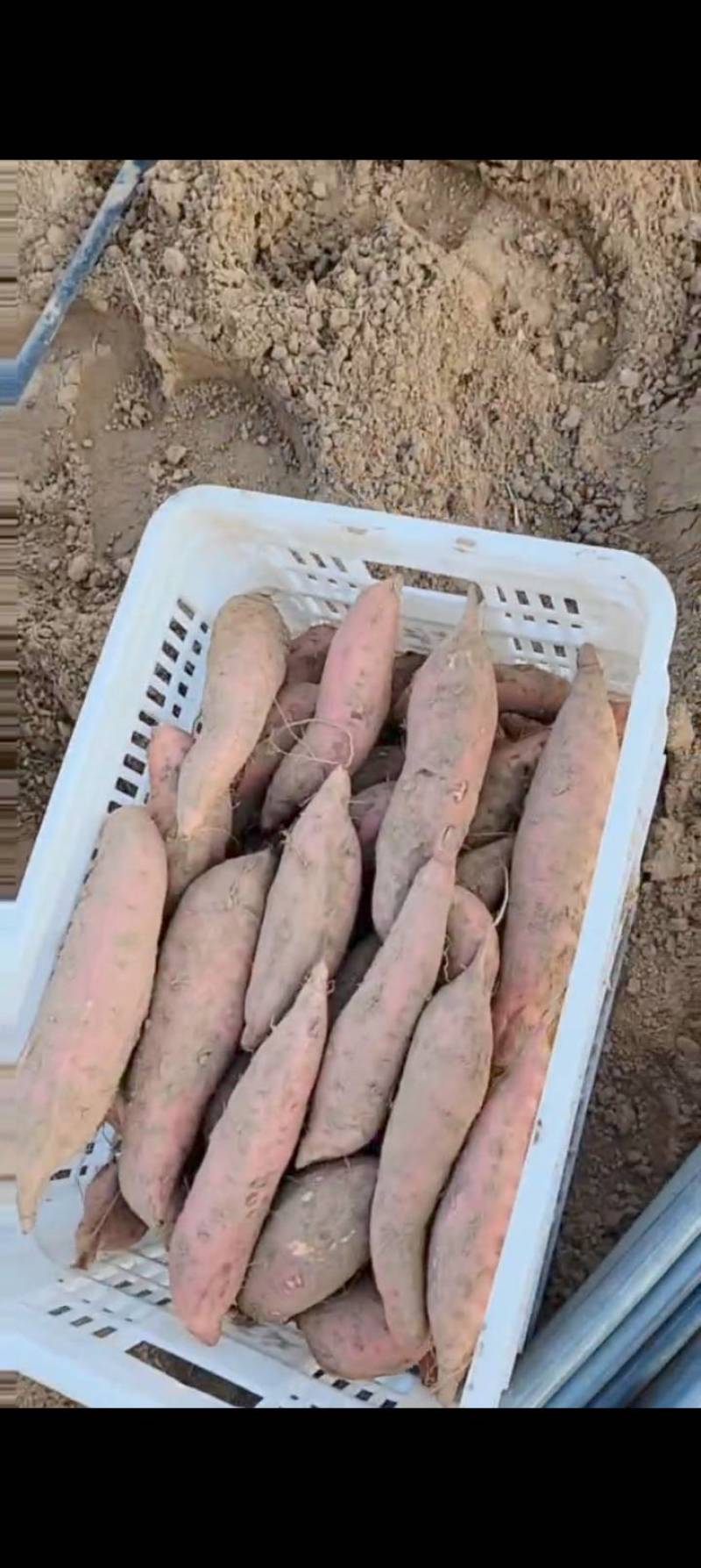 山东红薯德州烟薯25产地直发货源充足欢迎来电咨询订购