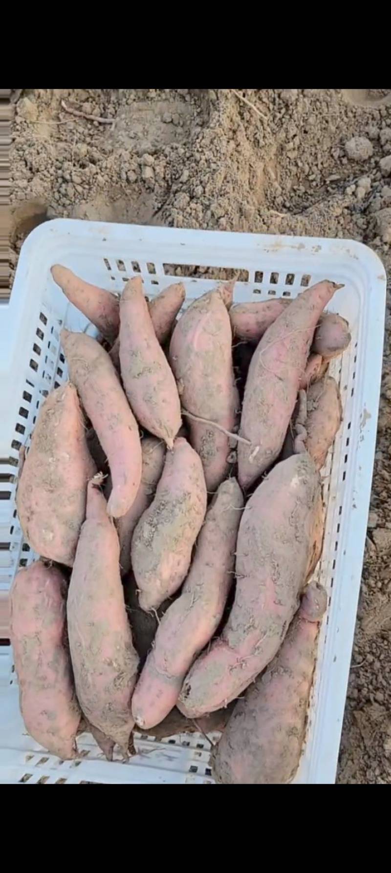 山东红薯德州烟薯25产地直发货源充足欢迎来电咨询订购