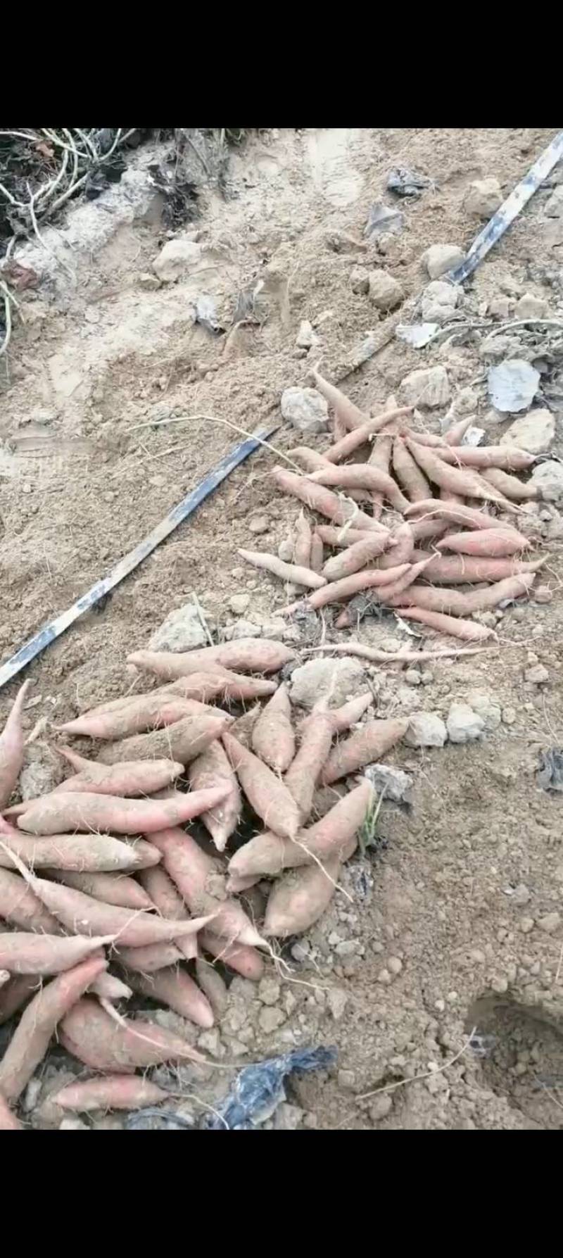 山东红薯德州烟薯25产地直发货源充足欢迎来电咨询订购