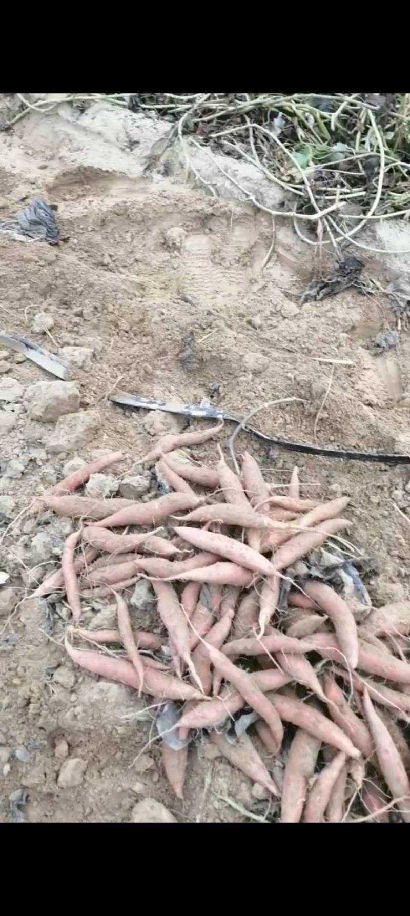 山东红薯德州烟薯25产地直发货源充足欢迎来电咨询订购