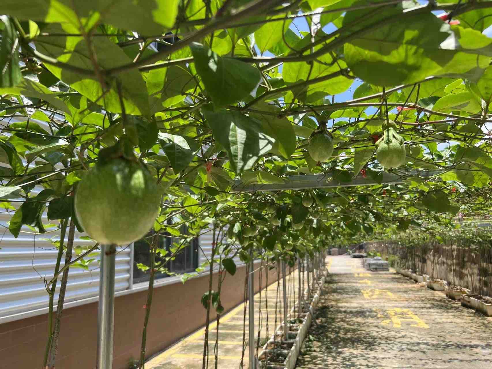 黄金百香果果园实景