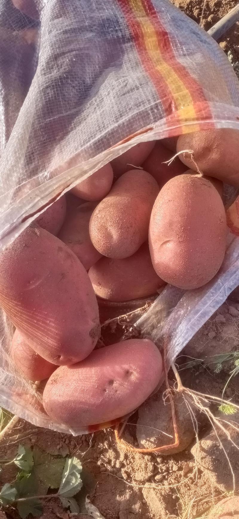 红皮土豆（雪川红希森6号v7沃土5号实验1号ev）