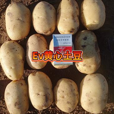 黄心土豆（ev实验1号希森6号v7沃土5号雪川红）