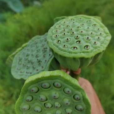 江西莲子乐平带壳莲子自家种植保质保量欢迎来电咨询订购