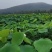 江西莲子乐平带壳莲子自家种植保质保量欢迎来电咨询订购