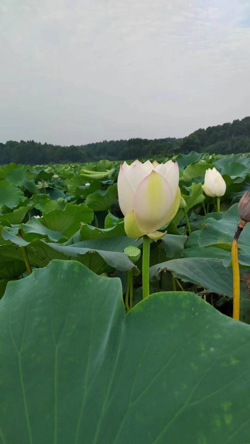 江西莲子乐平带壳莲子自家种植保质保量欢迎来电咨询订购