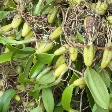 野生石橄榄