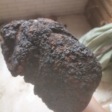 桦树茸
