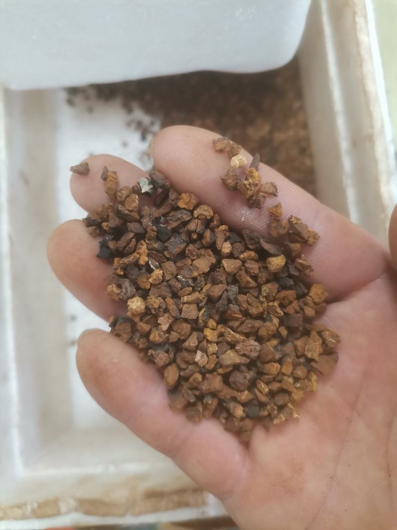 桦树茸