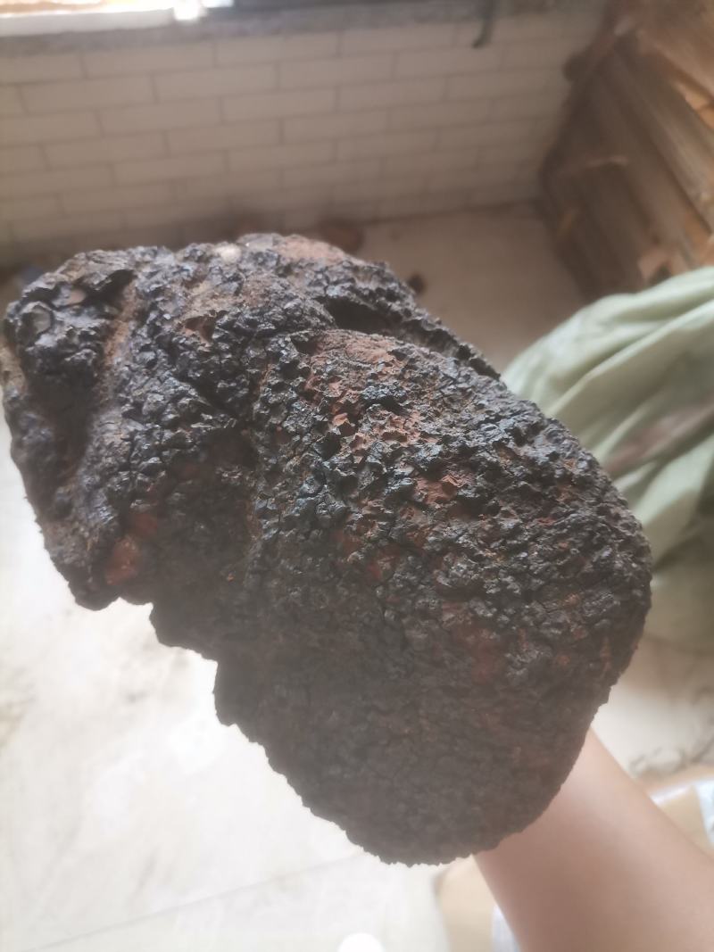 桦树茸