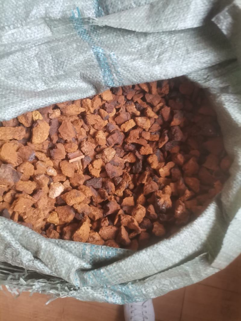 桦树茸
