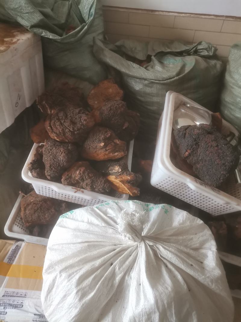 桦树茸
