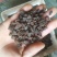 桦树茸