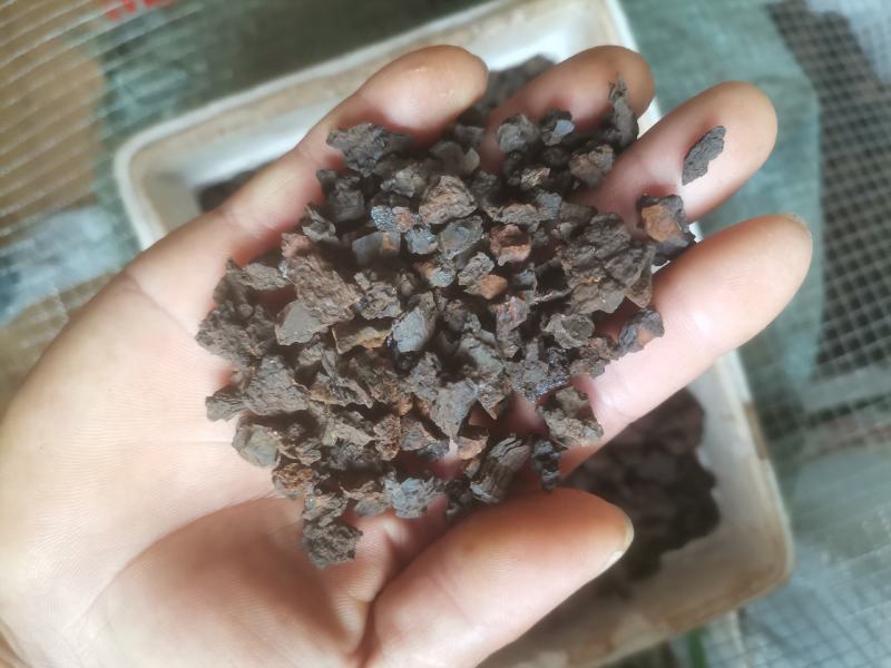 桦树茸