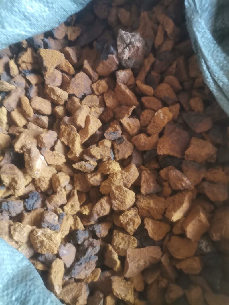 桦树茸