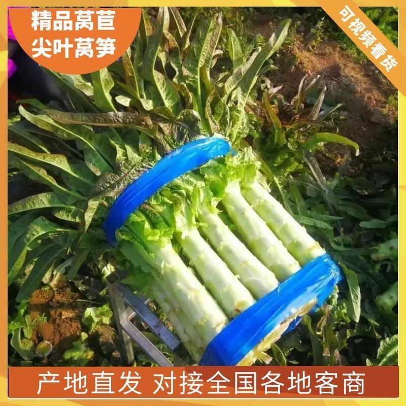精品【莴笋】红莴笋对接全国透明交易日供万吨可视频看货