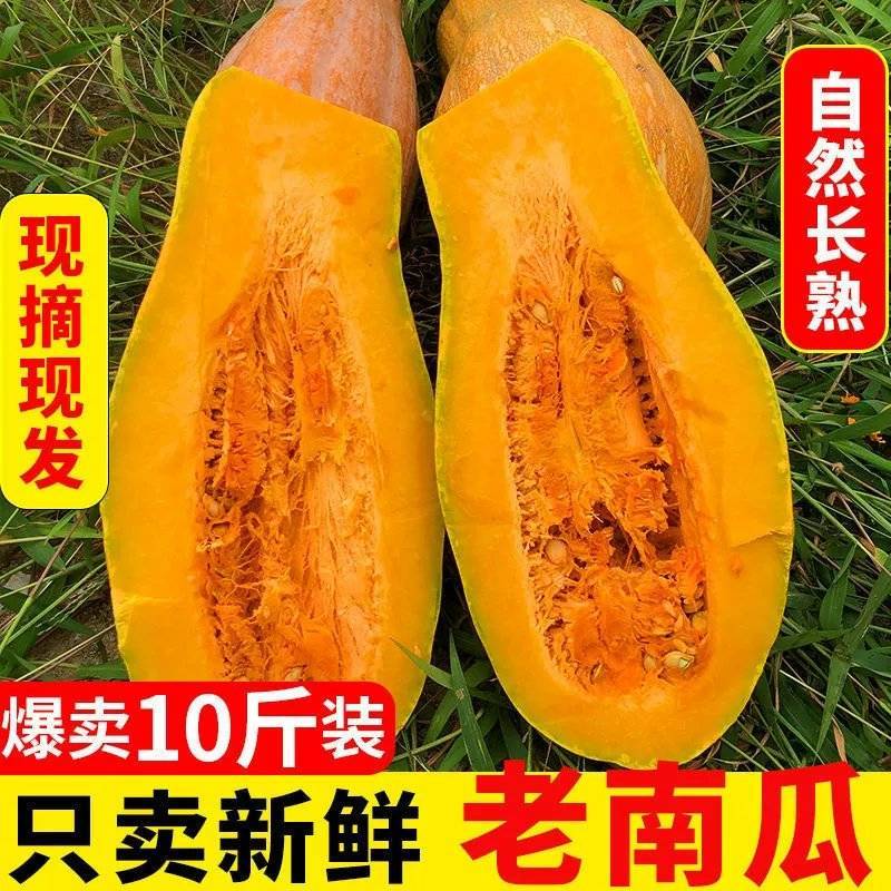 新鲜老南瓜甜糯板栗南瓜孕妇宝宝辅食带箱10斤