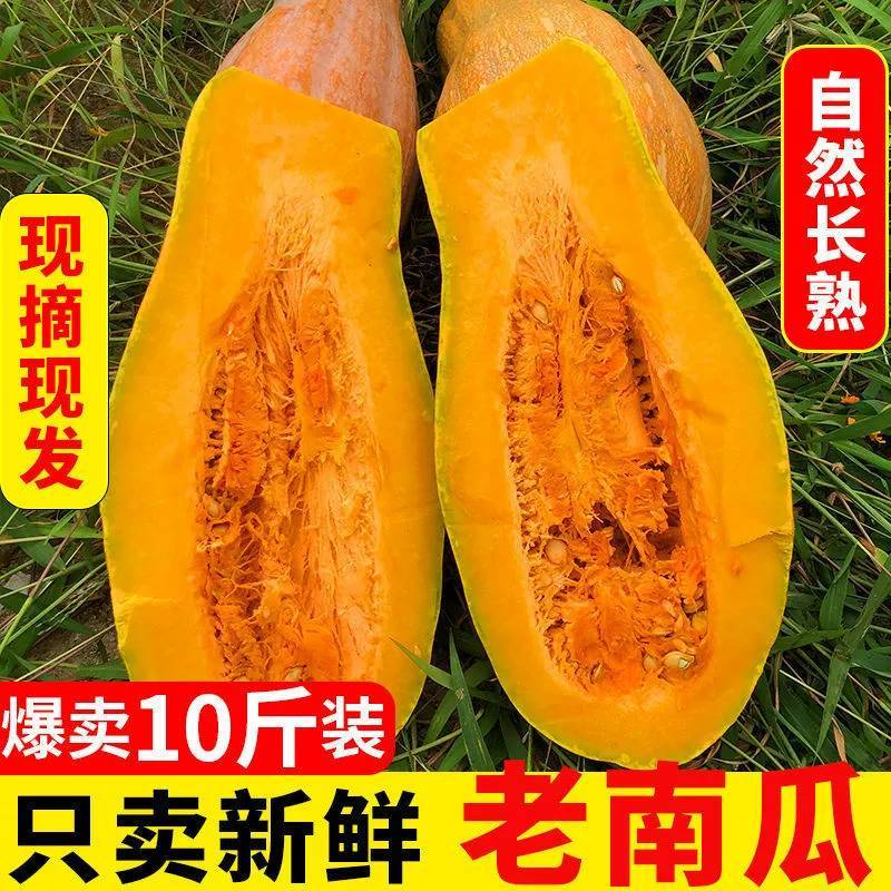 新鲜老南瓜甜糯板栗南瓜孕妇宝宝辅食带箱10斤