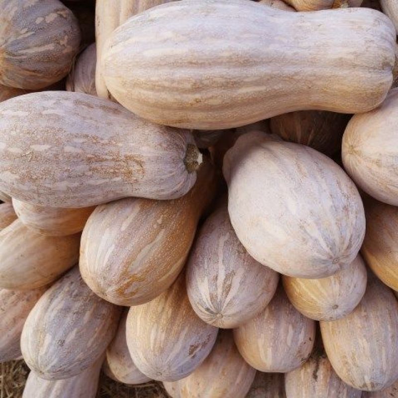 新鲜老南瓜甜糯板栗南瓜孕妇宝宝辅食带箱10斤