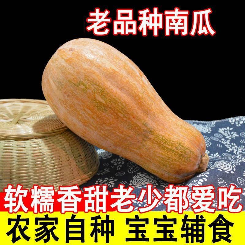 新鲜老南瓜甜糯板栗南瓜孕妇宝宝辅食带箱10斤