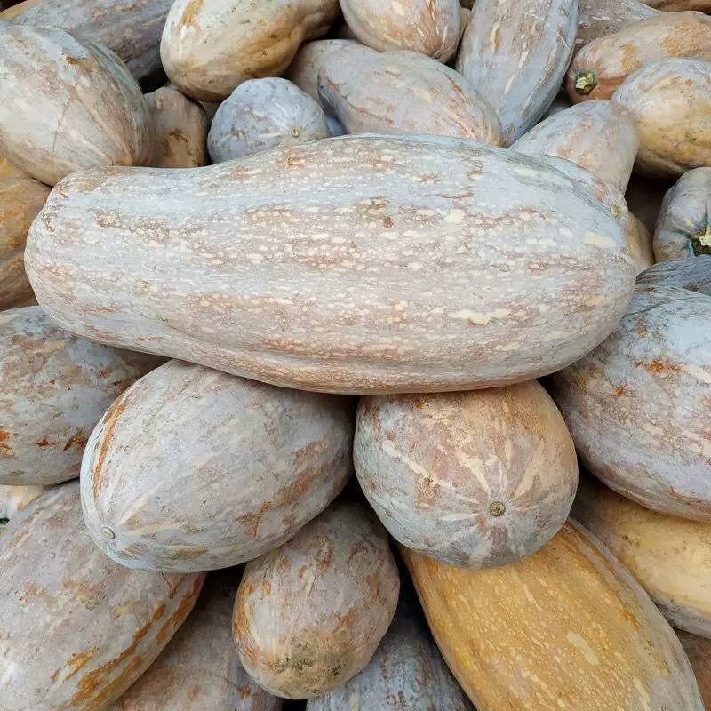 新鲜老南瓜甜糯板栗南瓜孕妇宝宝辅食带箱10斤