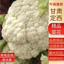 【新品上市】菜花松花菜花菜质量保证品种纯正假一赔十