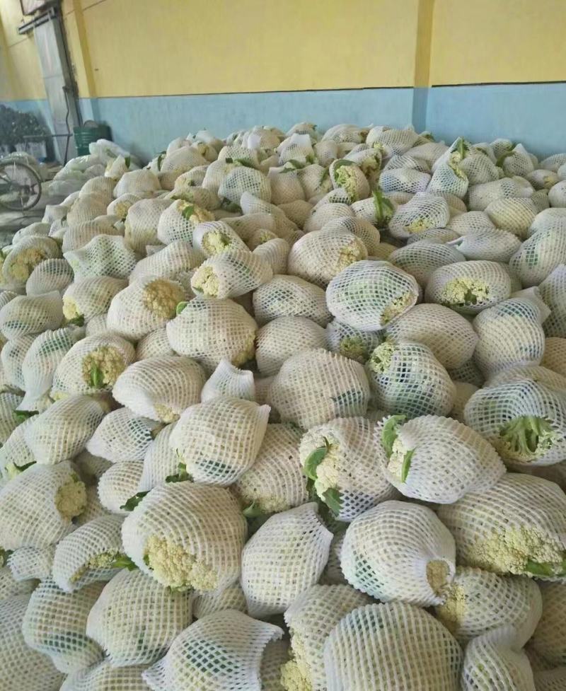 【新品上市】菜花松花菜花菜质量保证品种纯正假一赔十