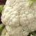 【新品上市】菜花松花菜花菜质量保证品种纯正假一赔十
