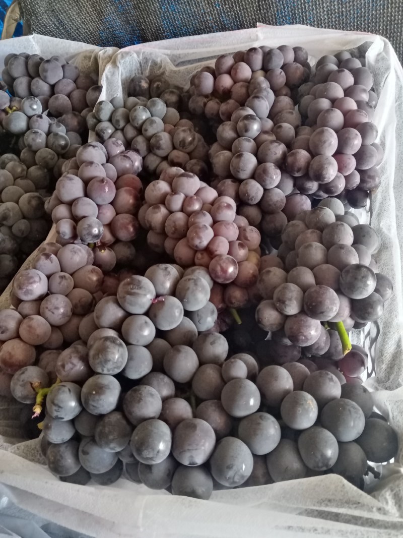 精品辽峰颗粒大甜度高