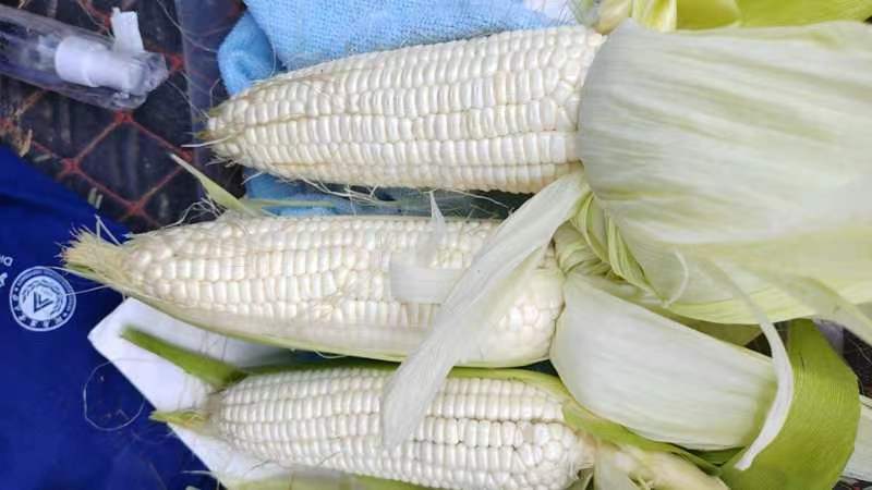 科学对比:新鲜黄玉米棒的温度处理差异实拍,左为热食状态(蒸汽升腾),右为冷藏2h后冷食状态(表面细密水珠、粒形更挺括),直观展示抗性淀粉形成条件 对比图:左侧为刚出锅热腾腾的黄玉米棒,右侧为同一根玉米冷藏2小时后的状态,两者并排置于白色瓷盘,突出冷却后玉米粒表面微凝结水汽与质地紧实感