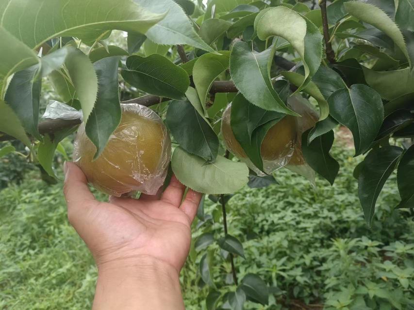金花梨与非洲花梨植物对比
