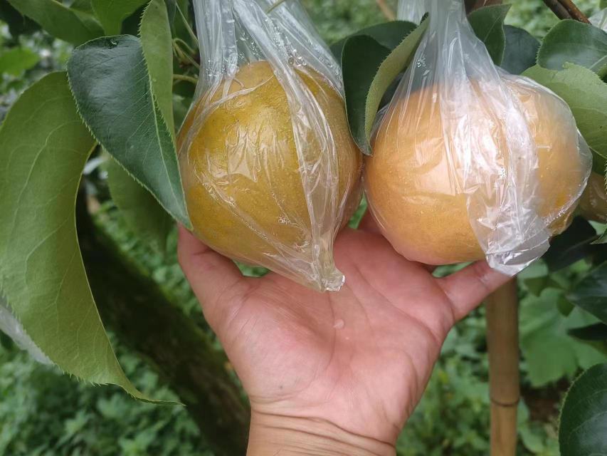 雪花梨采摘现场