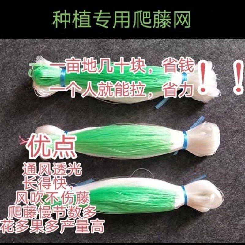 粗九股撑果网水果甜瓜南瓜小冬瓜小西瓜瓠子葡萄爬藤中药爬藤