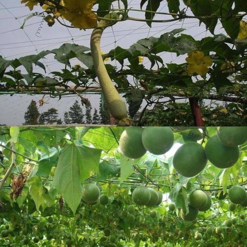 粗九股撑果网水果甜瓜南瓜小冬瓜小西瓜瓠子葡萄爬藤中药爬藤