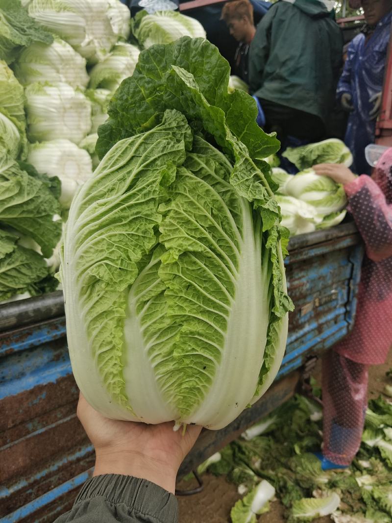 张家口蔚县精品黄心大白菜，基地直供，一手货源！
