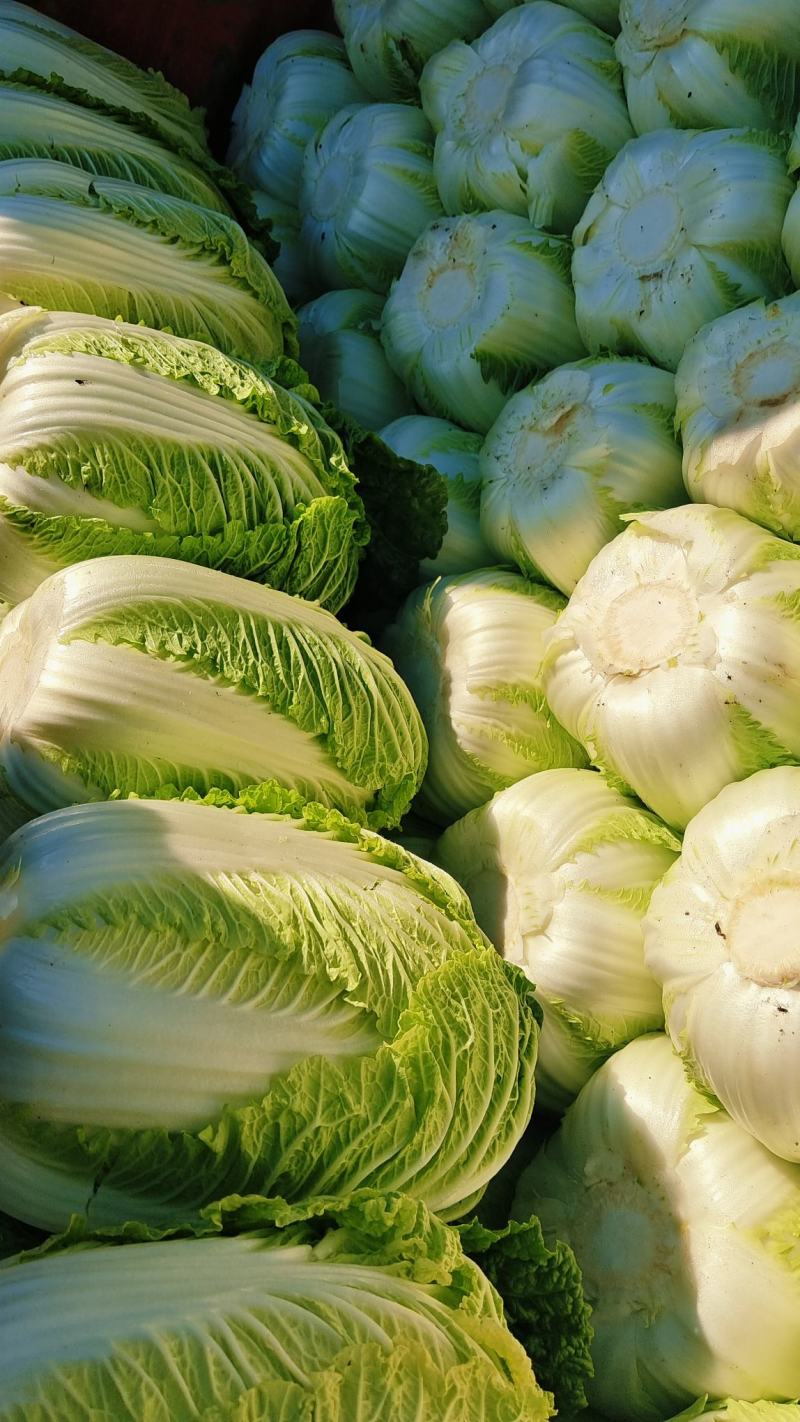 张家口蔚县精品黄心大白菜，基地直供，一手货源！